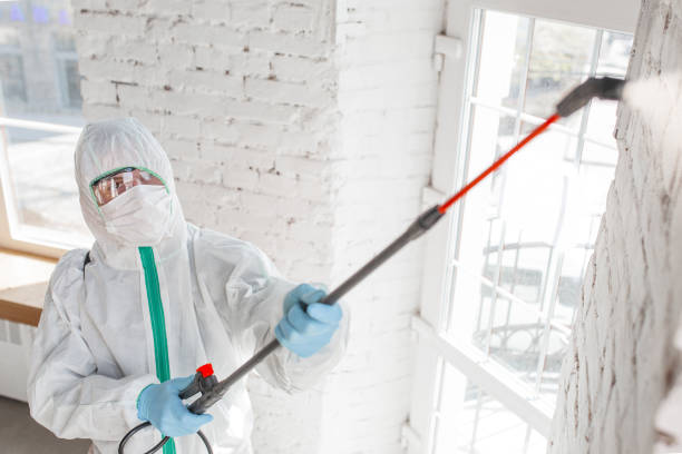 Best Mold Damage Restoration  in Hebron, IN