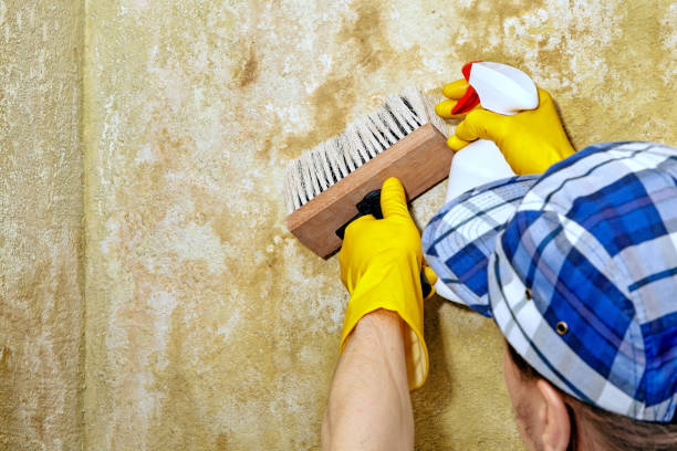 Best Mold Removal for HVAC Installations  in Hebron, IN