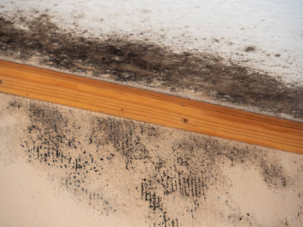 Best Crawl Space Mold Remediation  in Hebron, IN