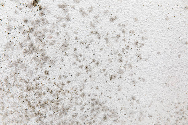 Best Dehumidification Services  in Hebron, IN