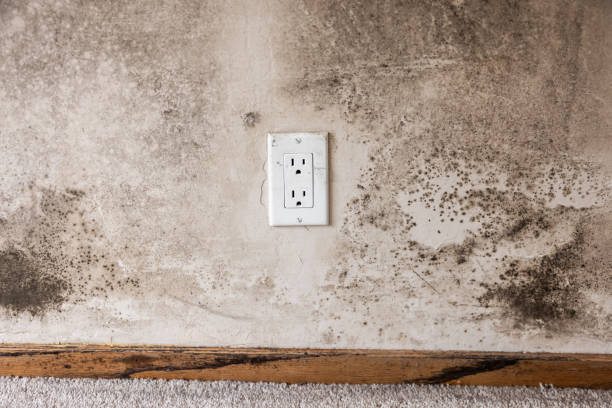 Best HVAC Mold Inspection and Cleaning  in Hebron, IN