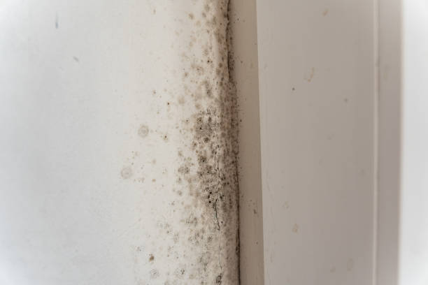 Best Mold Prevention Services  in Hebron, IN