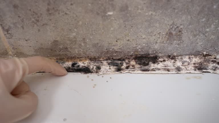 Professional Mold Removal in Hebron, IN
