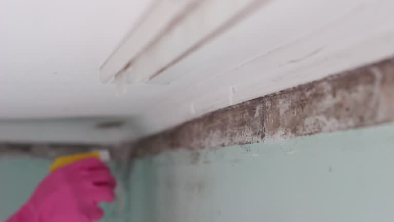 Best Industrial Mold Remediation  in Hebron, IN